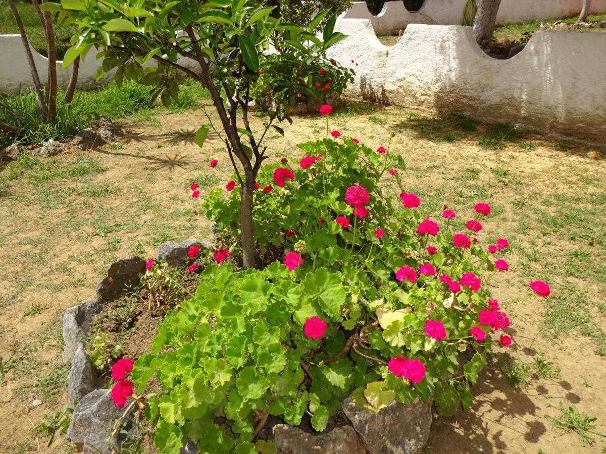 Apartament Elena